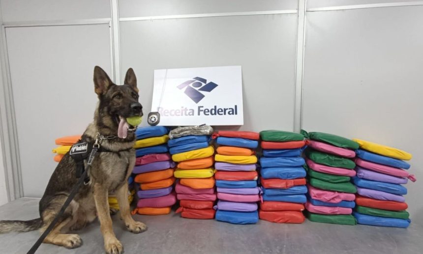 Cão farejador da Receita Federal com apreensão de drogas.