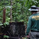 Fiscais do Ibama em área de floresta, investigando desmatamento e fiscalizando