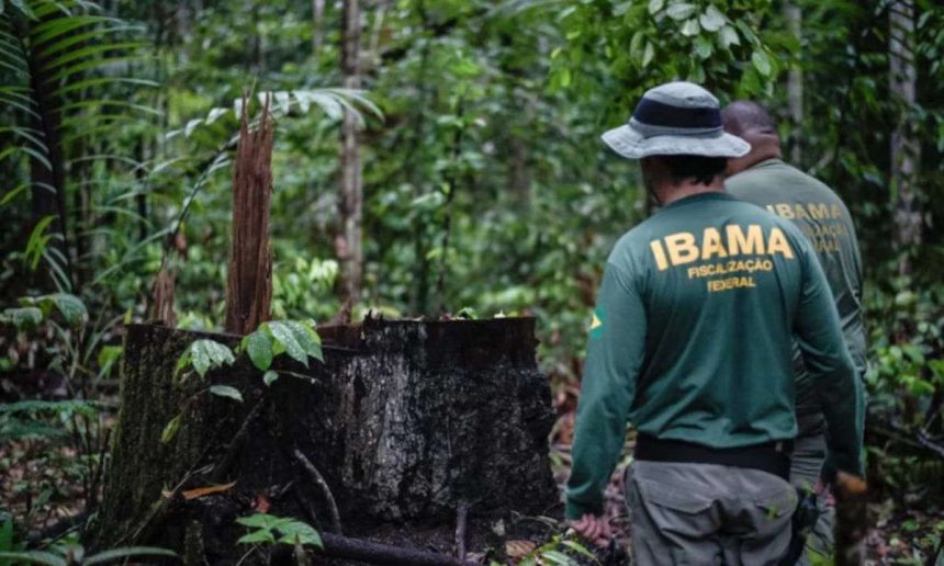 Fiscais do Ibama em área de floresta, investigando desmatamento e fiscalizando