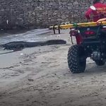 Jacaré na praia com bombeiros e quadriciclo. Cena inusitada de resgate.