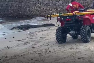 Jacaré na praia com bombeiros e quadriciclo. Cena inusitada de resgate.