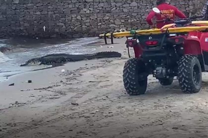 Jacaré na praia com bombeiros e quadriciclo. Cena inusitada de resgate.