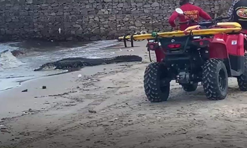 Jacaré na praia com bombeiros e quadriciclo. Cena inusitada de resgate.