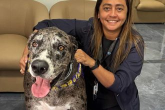 Mulher sorrindo com um cachorro grande, com focinho cinza e branco e olhos castanhos.