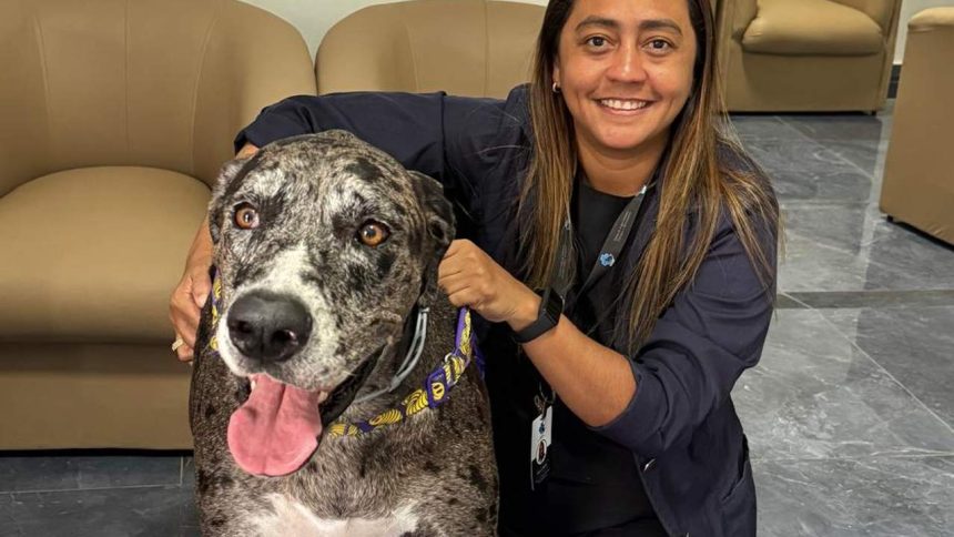 Mulher sorrindo com um cachorro grande, com focinho cinza e branco e olhos castanhos.