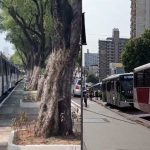 Ônibus parados em protesto, com árvores e prédios ao fundo.