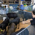 Pessoas observando e interagindo com cabras e ovelhas em um cercado durante a Expoagro.