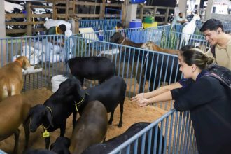 Pessoas observando e interagindo com cabras e ovelhas em um cercado durante a Expoagro.