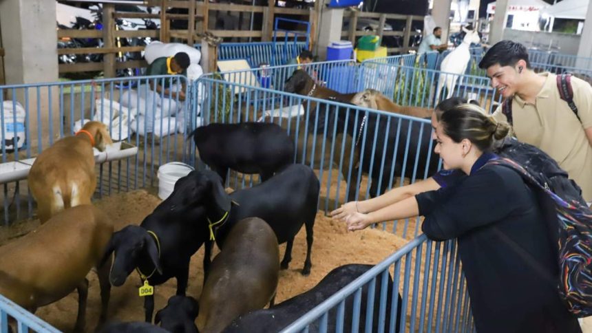 Pessoas observando e interagindo com cabras e ovelhas em um cercado durante a Expoagro.
