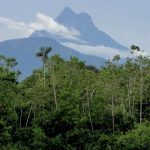 Pico da Neblina, em São Gabriel da Cachoeira, com floresta tropical exuberante
