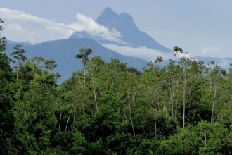 Pico da Neblina, em São Gabriel da Cachoeira, com floresta tropical exuberante