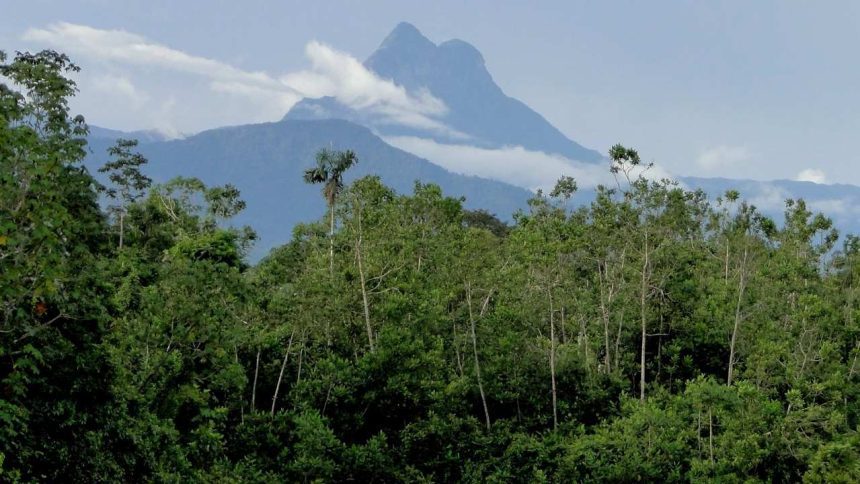Pico da Neblina, em São Gabriel da Cachoeira, com floresta tropical exuberante