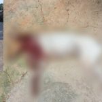 Policial prende homem suspeito. Cena de crime com corpo no chão.