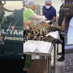 Onça é resgatada debilitada após nadar por horas no Rio Negro em Manaus