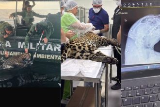 Onça é resgatada debilitada após nadar por horas no Rio Negro em Manaus