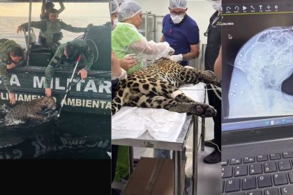 Onça é resgatada debilitada após nadar por horas no Rio Negro em Manaus