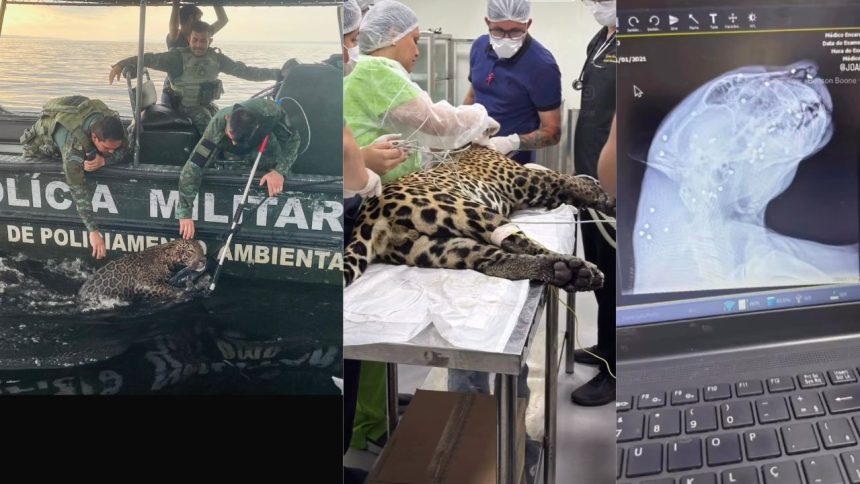Onça é resgatada debilitada após nadar por horas no Rio Negro em Manaus