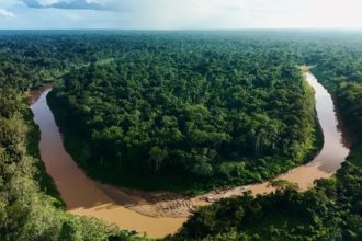 Desmatamento na Amazônia registra menor índice desde 2014, aponta Inpe