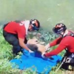 Bombeiros resgatam cadela atropelada que caiu em igarapé na zona sul de Manaus