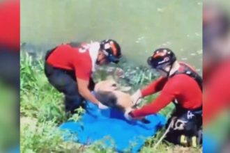 Bombeiros resgatam cadela atropelada que caiu em igarapé na zona sul de Manaus