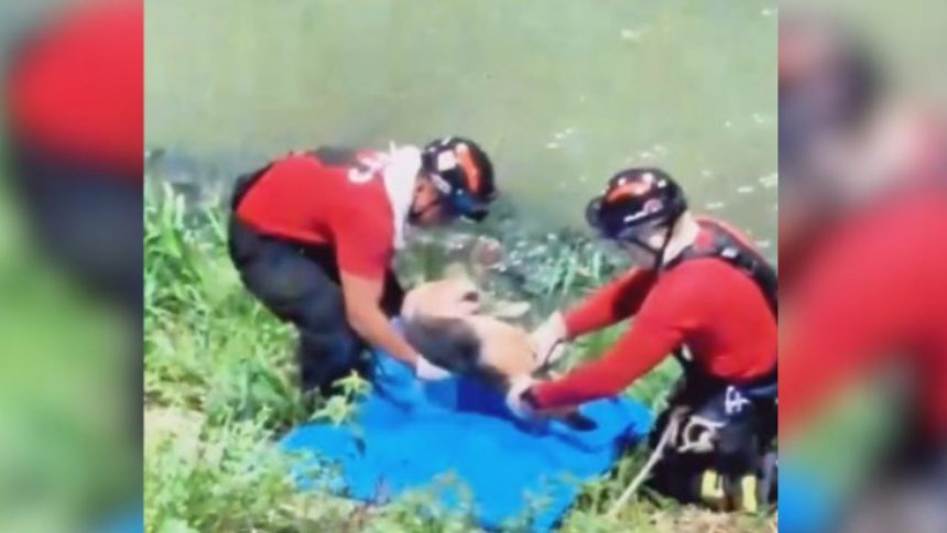 Bombeiros resgatam cadela atropelada que caiu em igarapé na zona sul de Manaus