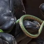 Mulher encontra cobra escondida em motocicleta no Amazonas