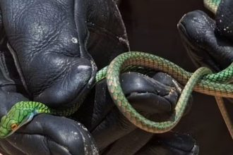 Mulher encontra cobra escondida em motocicleta no Amazonas