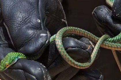 Mulher encontra cobra escondida em motocicleta no Amazonas