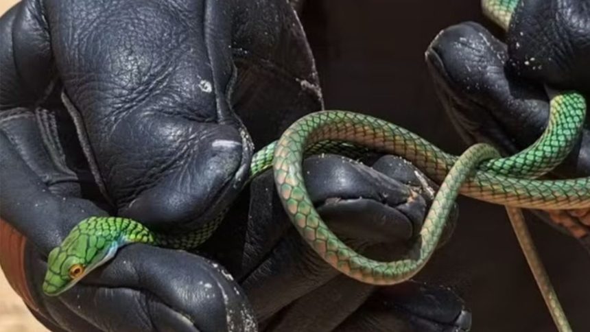 Mulher encontra cobra escondida em motocicleta no Amazonas