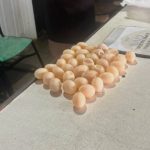 Mulher é detida com ovos de tracajá no aeroporto de Tefé