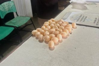 Mulher é detida com ovos de tracajá no aeroporto de Tefé