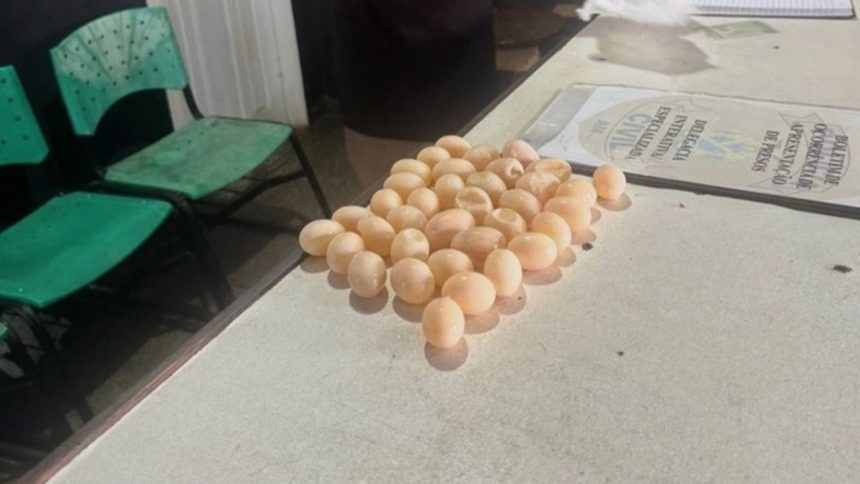 Mulher é detida com ovos de tracajá no aeroporto de Tefé