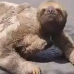 Bicho-preguiça com filhote é flagrada atravessando estrada em Parintins