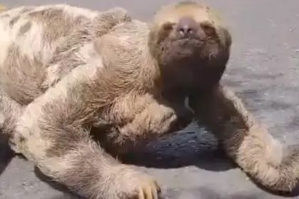 Bicho-preguiça com filhote é flagrada atravessando estrada em Parintins