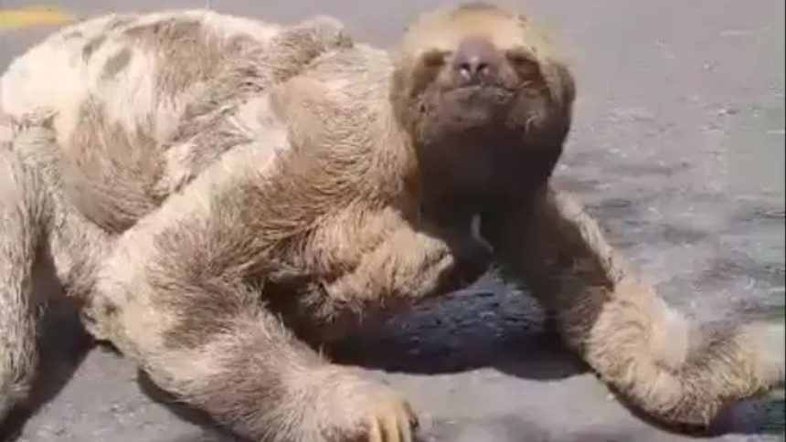 Bicho-preguiça com filhote é flagrada atravessando estrada em Parintins