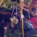 Bombeiros resgatam cavalo em fossa. Operação do CBMAM no Amazonas.