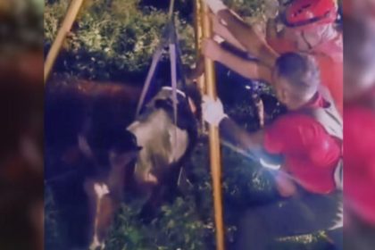 Bombeiros resgatam cavalo em fossa. Operação do CBMAM no Amazonas.