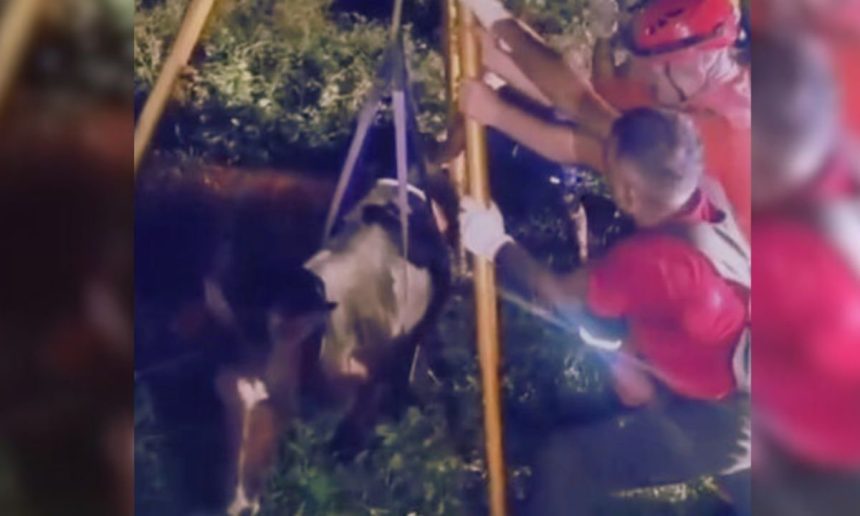 Bombeiros resgatam cavalo em fossa. Operação do CBMAM no Amazonas.