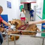 Cachorro deitado em maca com focinheira e arnês em hospital veterinário.