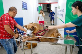 Cachorro deitado em maca com focinheira e arnês em hospital veterinário.