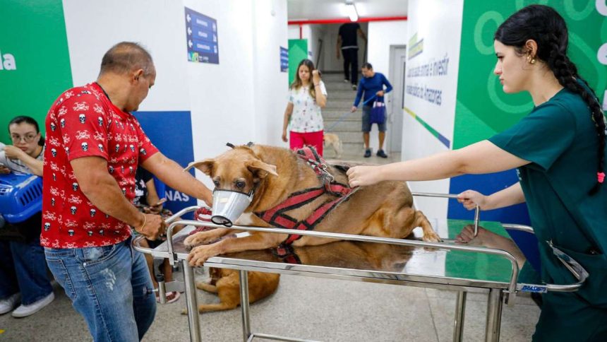 Cachorro deitado em maca com focinheira e arnês em hospital veterinário.