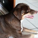 Cachorro marrom com peito branco em ambiente interno