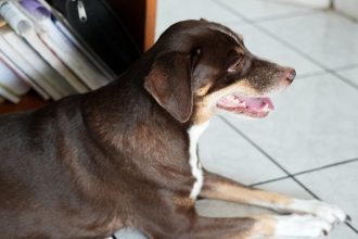 Cachorro marrom com peito branco em ambiente interno