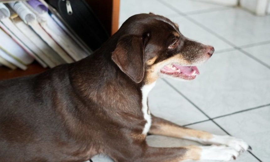 Cachorro marrom com peito branco em ambiente interno