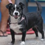 Cachorro preto e branco sorrindo, em evento de vacinação e castração gratuita.