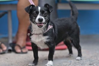 Cachorro preto e branco sorrindo, em evento de vacinação e castração gratuita.