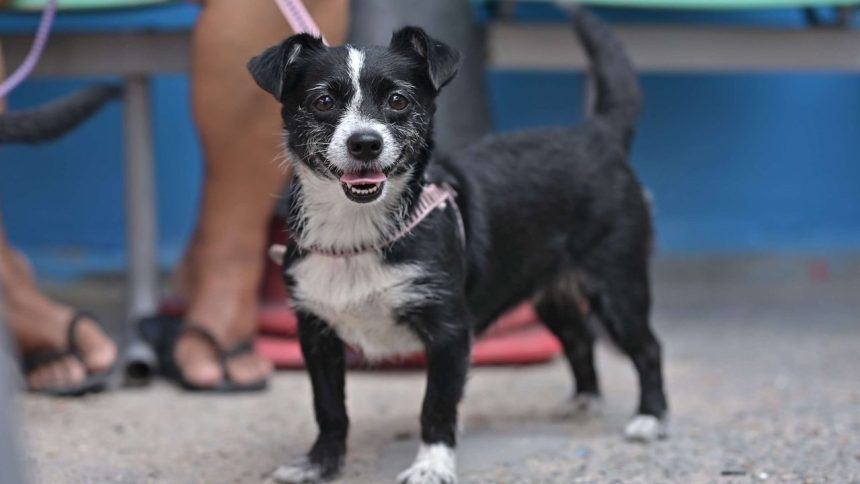Cachorro preto e branco sorrindo, em evento de vacinação e castração gratuita.