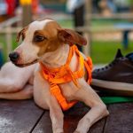 Shopping recebe evento de adoção de animais neste sábado