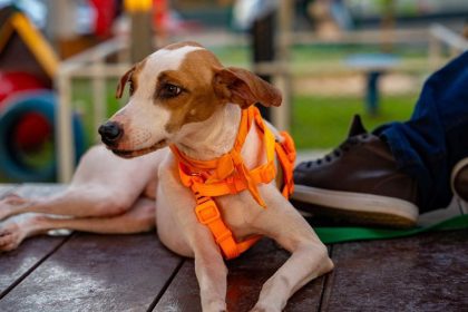 Shopping recebe evento de adoção de animais neste sábado