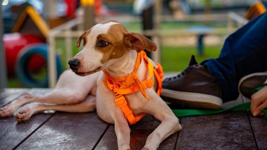 Shopping recebe evento de adoção de animais neste sábado
